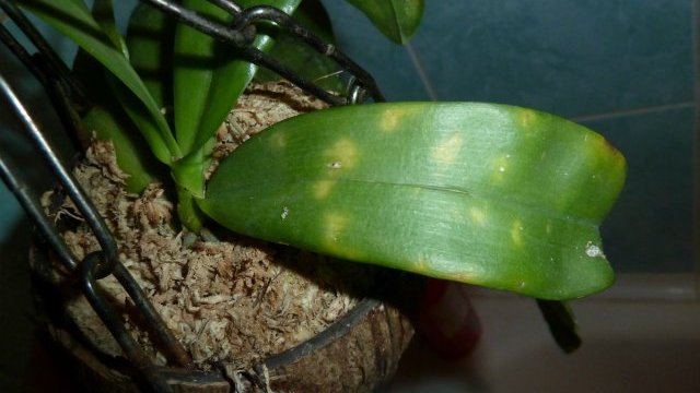 Причины пожелтения листьев у орхидеи: почему желтеют, что делать, как спасти цветок